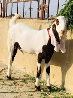 rajanpuri Bakra urgent sell