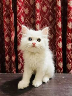 Persian kittens| Punch face| imported| fancy| Cat| Pair| baby Cat )