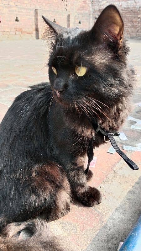 black Persian cat with 20% off 1