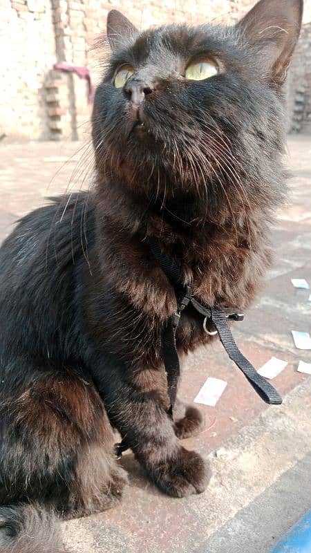 black Persian cat with 20% off 2