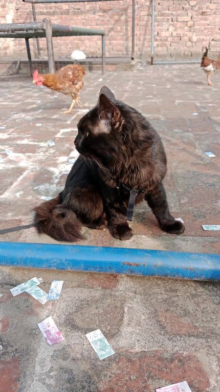 black Persian cat with 20% off 4