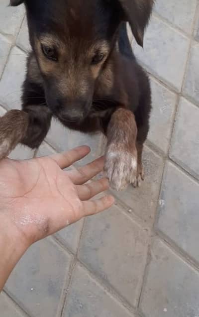 Black German shepherd