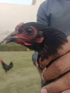 Pure Thai Aseel Hen For Sale