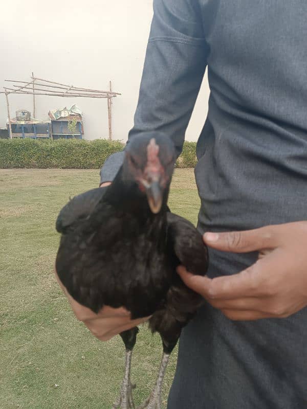 Pure Thai Aseel Hen For Sale 2