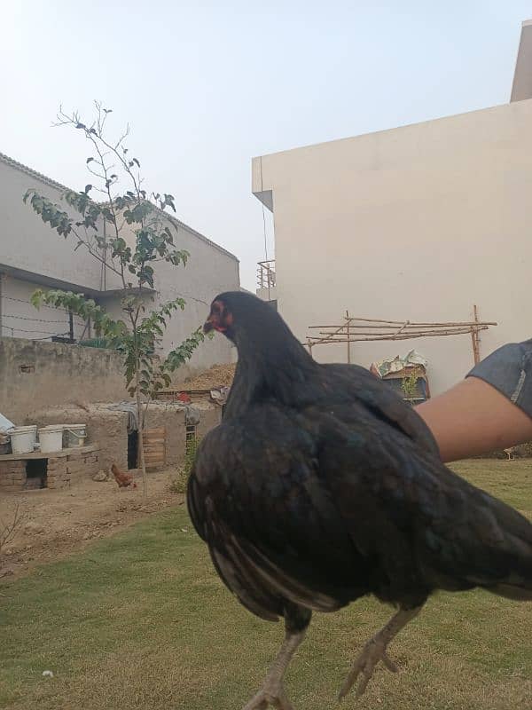 Pure Thai Aseel Hen For Sale 3