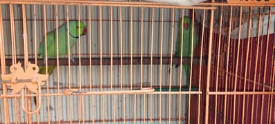 Ringneck pair for sale with cage