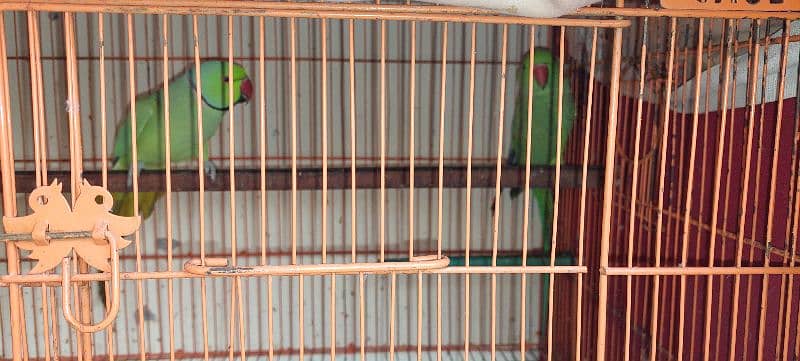 Ringneck pair for sale with cage 0