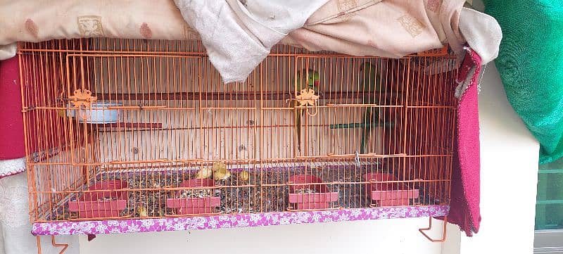 Ringneck pair for sale with cage 1