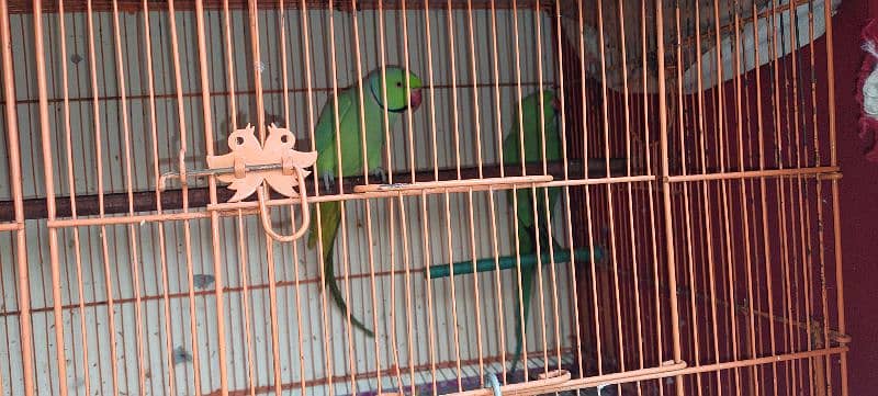 Ringneck pair for sale with cage 2