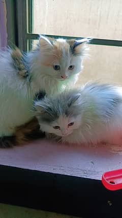 persian tripple coated kittens