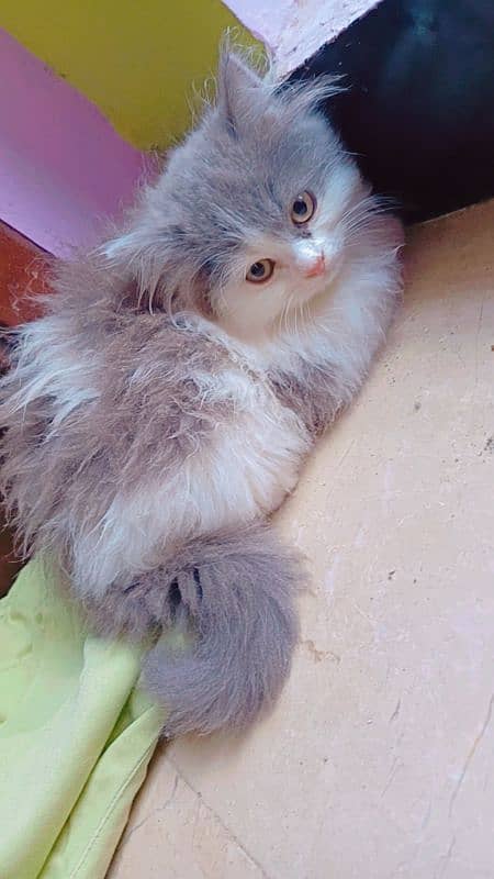 persian tripple coated kittens 6