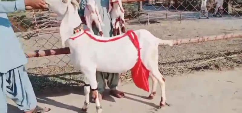 2 Bacchon Ka Sath Desi Bakri For Sale Call Me _03184661884 1