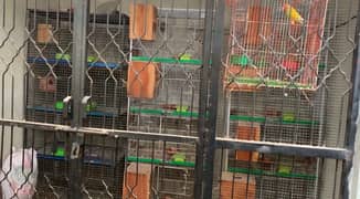 Full Angel Cages, Fisher, Albino, Decino, parblue water pots, boxes