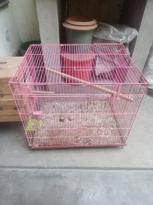 common lotino breader pair and 1.5 by 2 size cage and kikar box 7