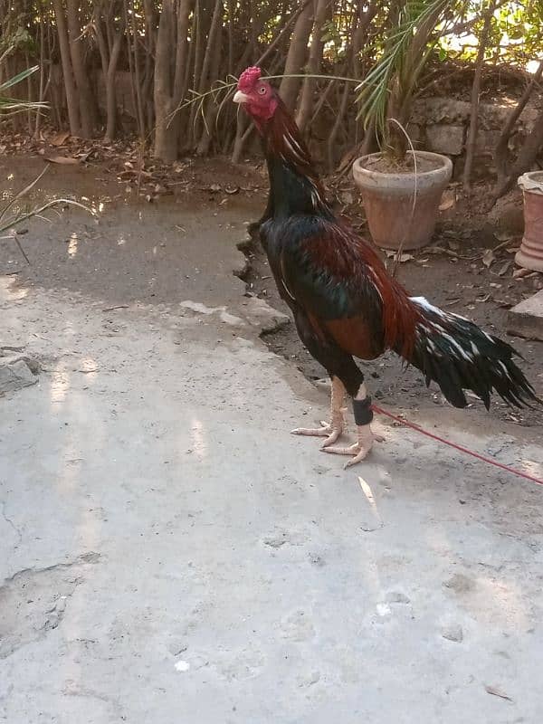 Pure Aseel mianwali murgh for sale 0