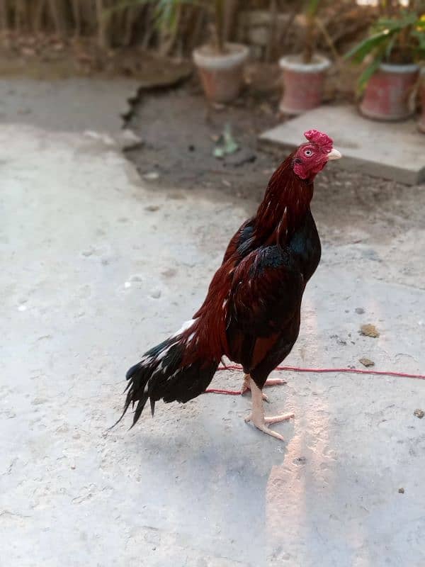 Pure Aseel mianwali murgh for sale 1