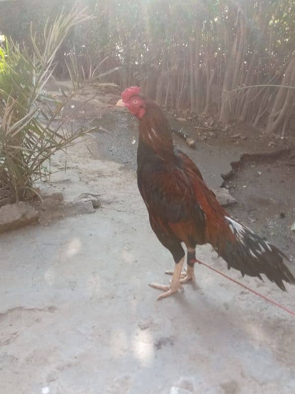 Pure Aseel mianwali murgh for sale 2