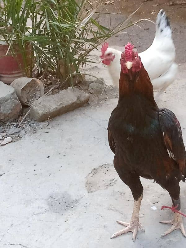 Pure Aseel mianwali murgh for sale 3