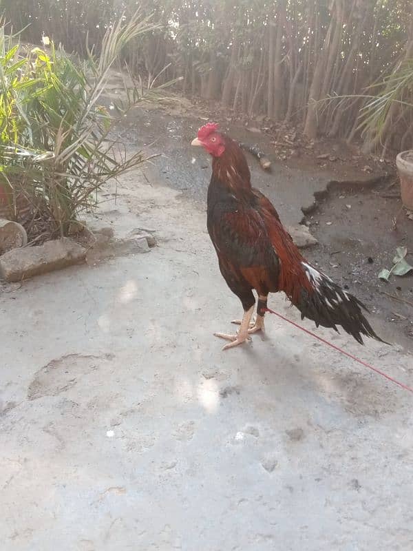 Pure Aseel mianwali murgh for sale 4