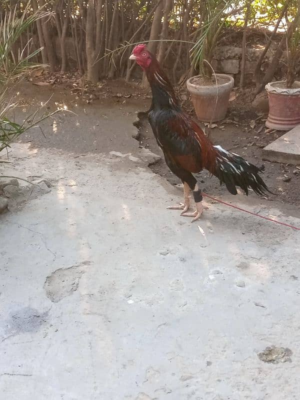 Pure Aseel mianwali murgh for sale 5