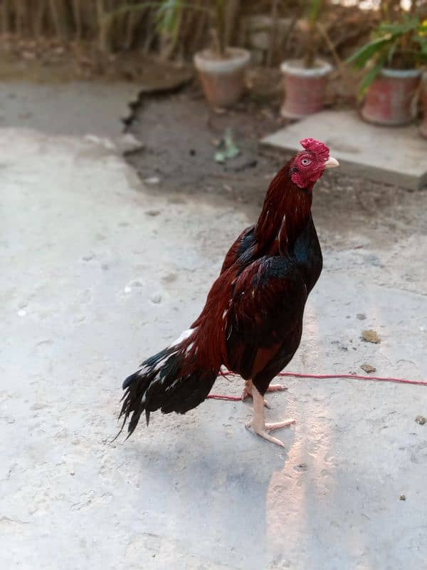 Pure Aseel mianwali murgh for sale 6