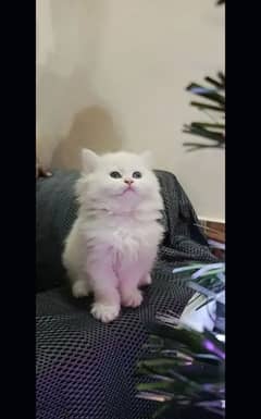 Persian kittens| Punch face| imported| fancy| Cat| Pair| baby Cat‿