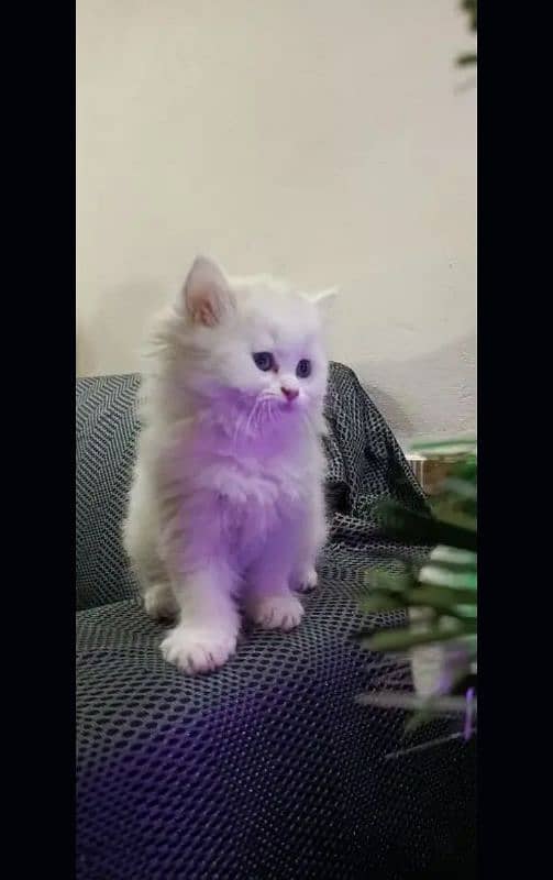 Persian kittens| Punch face| imported| fancy| Cat| Pair| baby Cat‿ 1