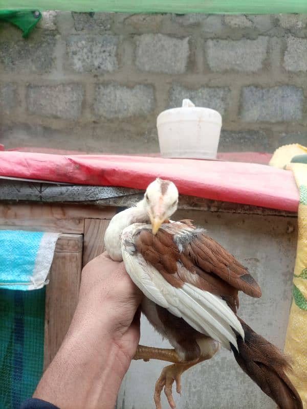 High quality  aseel chicks for sale 5