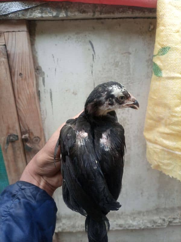 High quality  aseel chicks for sale 6