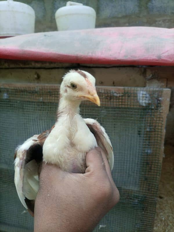 High quality  aseel chicks for sale 8