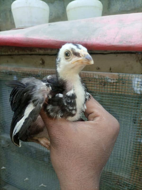 High quality  aseel chicks for sale 10