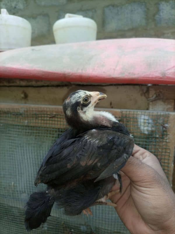 High quality  aseel chicks for sale 12