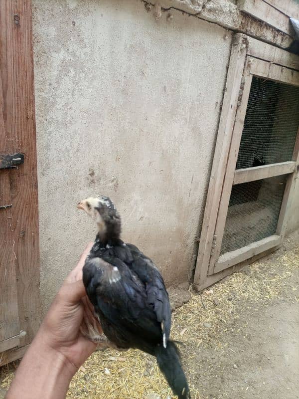 High quality  aseel chicks for sale 14