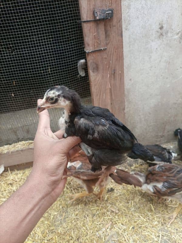 High quality  aseel chicks for sale 16