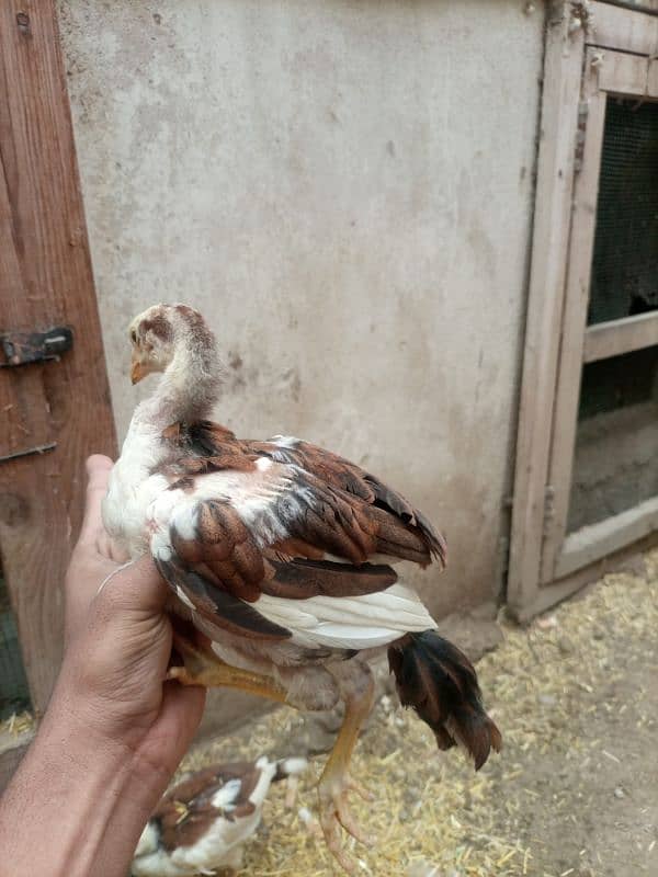 High quality  aseel chicks for sale 17