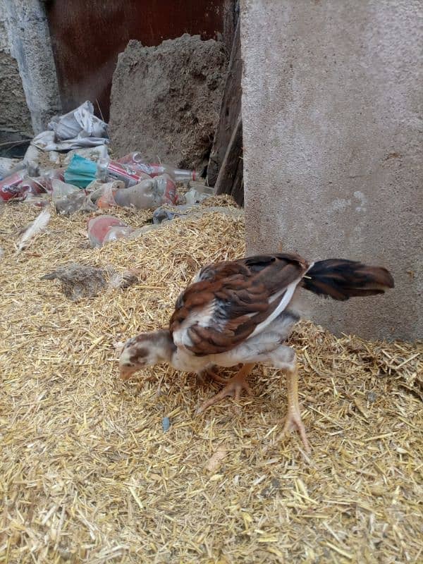 High quality  aseel chicks for sale 18