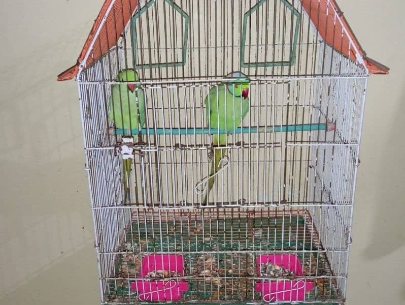 Ringneck pair | Female hand tamed & talkitive 0