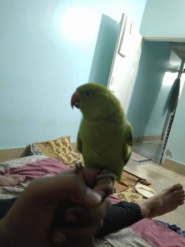 Ringneck pair | Female hand tamed & talkitive 5