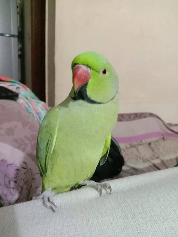 talking parrot for sale 0