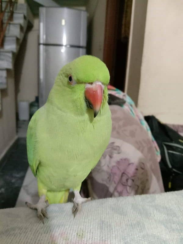 talking parrot for sale 1