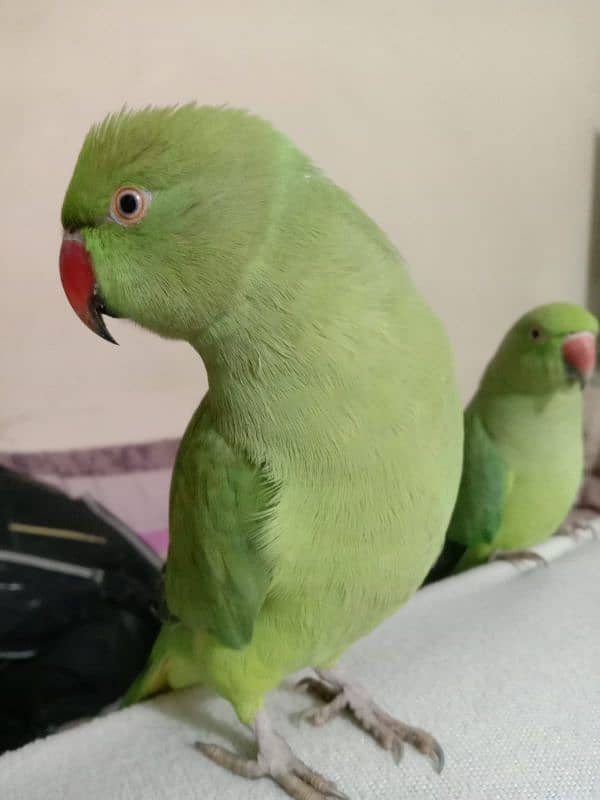 talking parrot for sale 2