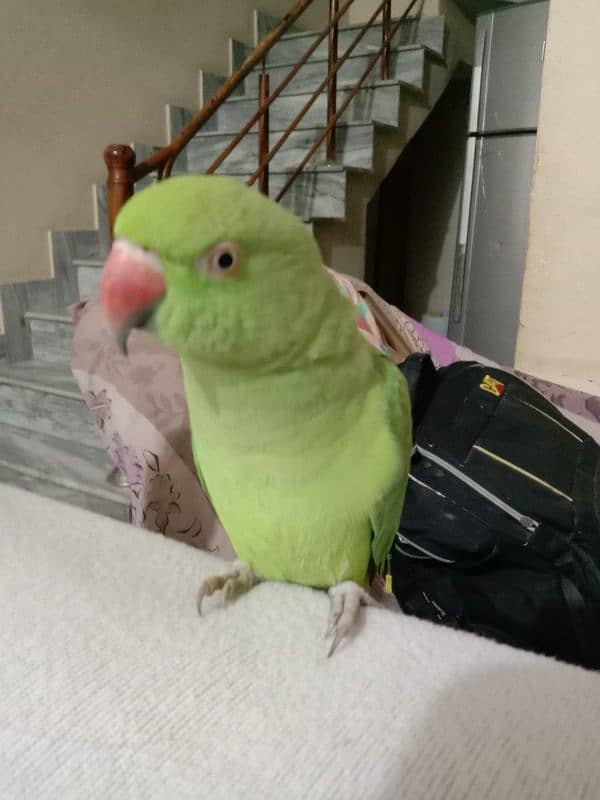 talking parrot for sale 3