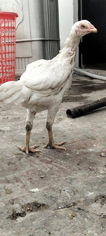 white Hira madi for sale healthy and active age 1 year strong blod lin 1