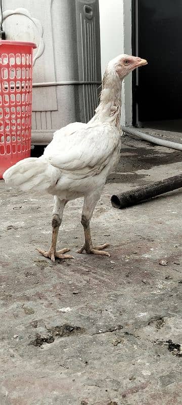 white Hira madi for sale healthy and active age 1 year strong blod lin 2