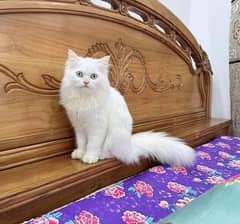 Persian kittens| Punch face| imported| fancy| Cat| Pair| baby Cat=_=