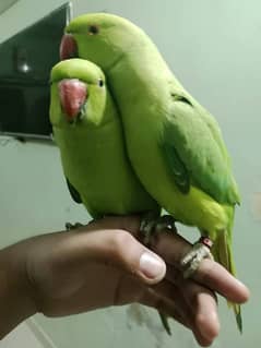 parrot