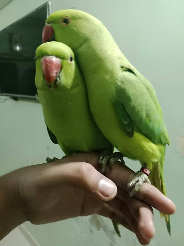 parrot 0