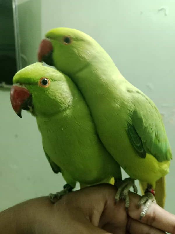 parrot 1