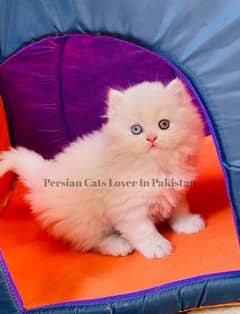 Bombastic Quality Odd Eyes Persian Kitten