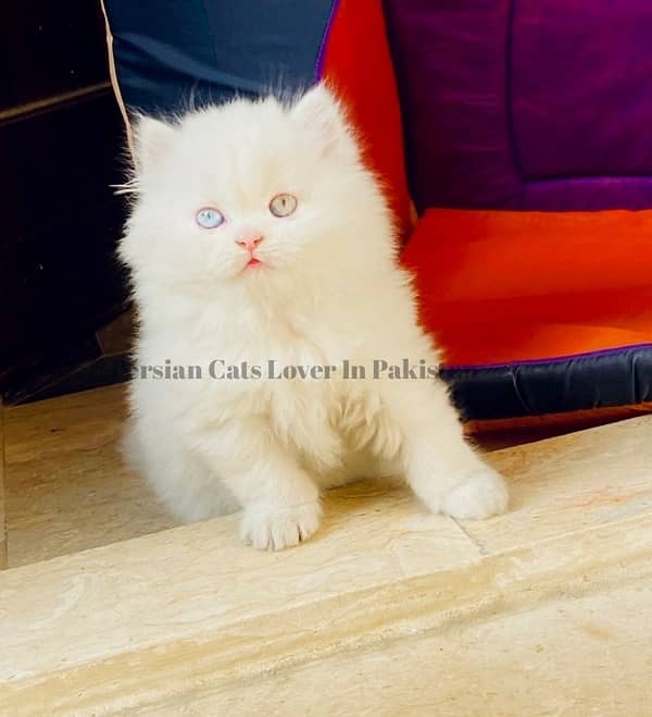 Bombastic Quality Odd Eyes Persian Kitten 1